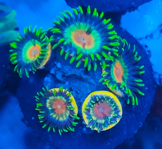 Zoanthus ultra WYSIWYG 050