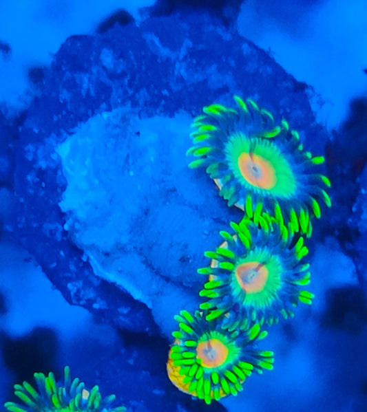 Zoanthus ultra WYSIWYG 055