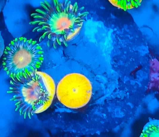 Zoanthus ultra WYSIWYG 058