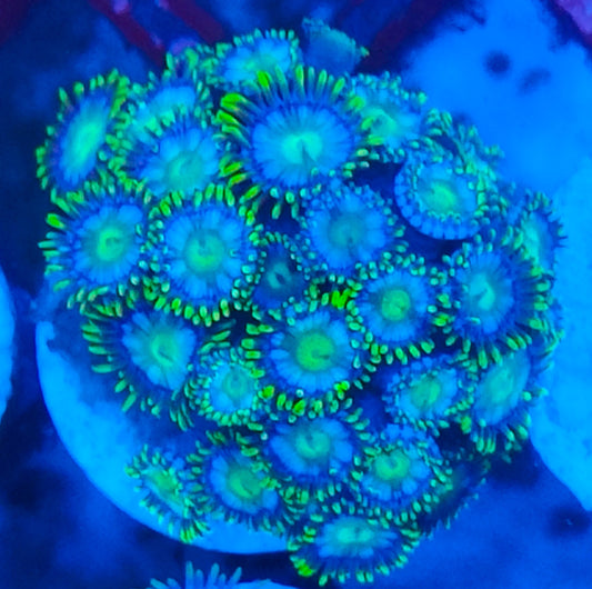 Zoanthus ultra WYSIWYG 105