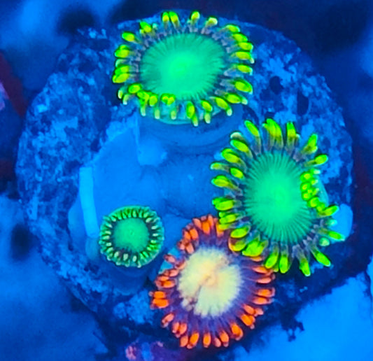 Zoanthus mix radioactive dragon eye WYSIWYG 105