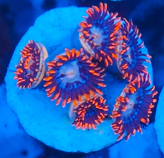 Zoanthus fire and ice WYSIWYG 113