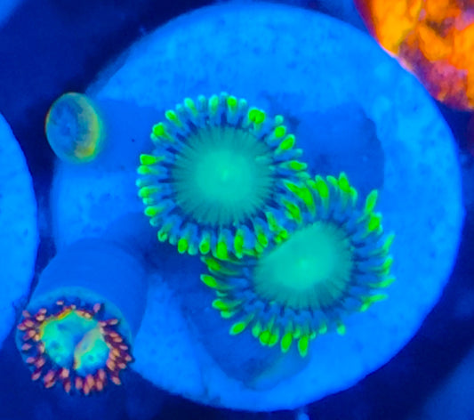Zoanthus mix radioactive dragon eye WYSIWYG 113