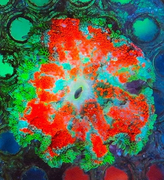 Stichodactyla tapetum rouge vert ultra WYSIWYG
