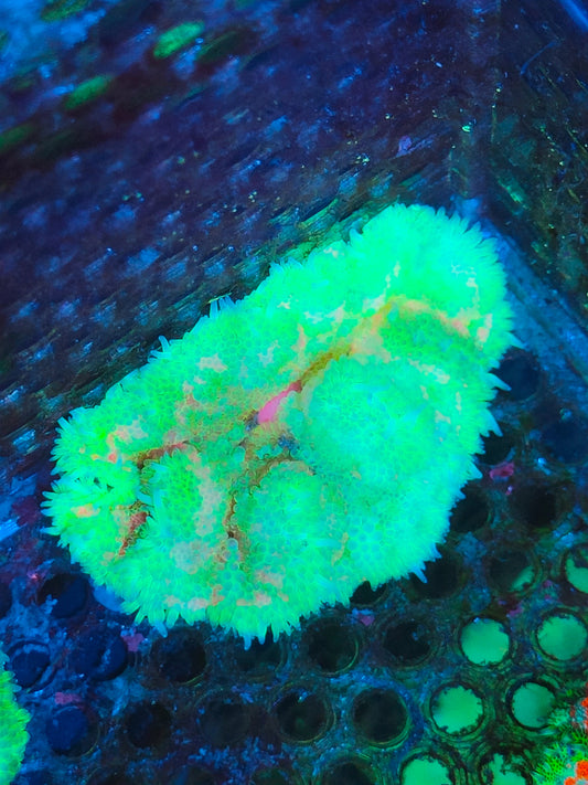 Stichodactyla tapetum orange vert ultra WYSIWYG 113