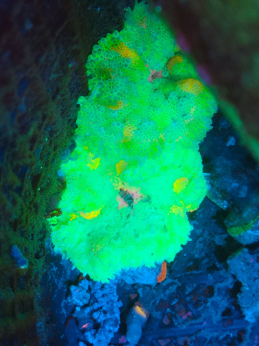 Stichodactyla tapetum orange vert ultra WYSIWYG 122