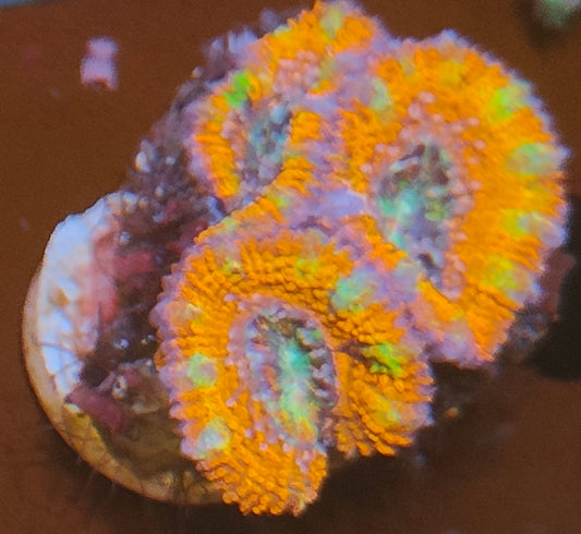 Acanthastrea lordhowensis ultra WYSIWYG Z1