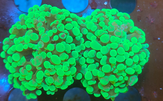 euphyllia paradivisa 2 têtes  WYSIWYG Z6
