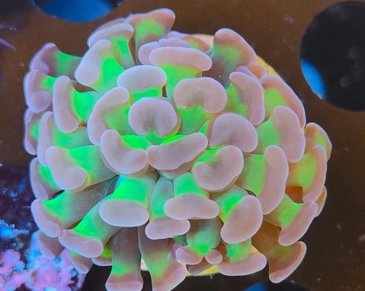 euphyllia paradivisa bicolor  WYSIWYG Z7