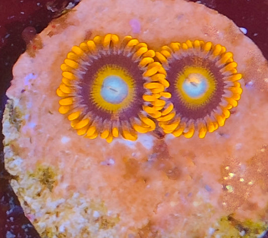 zoanthus tequila sunrise  WYSIWYG Z20