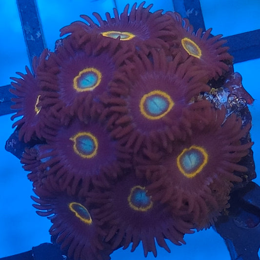 zoanthus UFO  WYSIWYG Z22