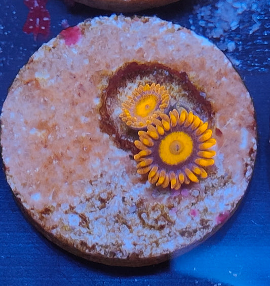zoanthus orange oxyde  WYSIWYG Z24