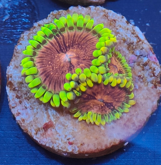 zoanthus pink diamond  WYSIWYG Z25