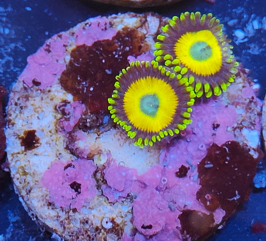 zoanthus scrambled eggs  WYSIWYG Z29