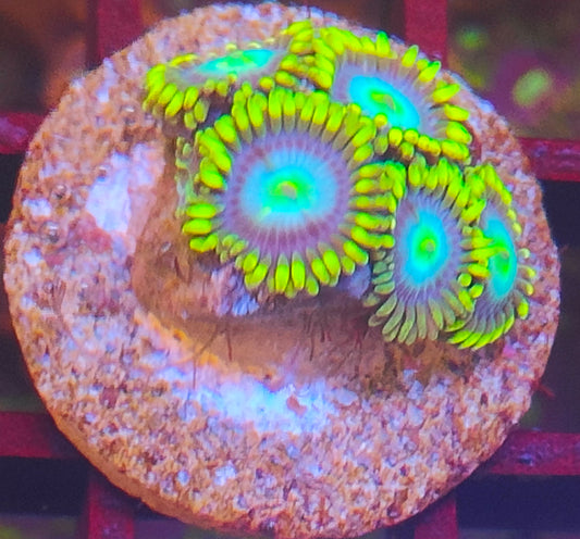 zoanthus ultra  WYSIWYG Z30