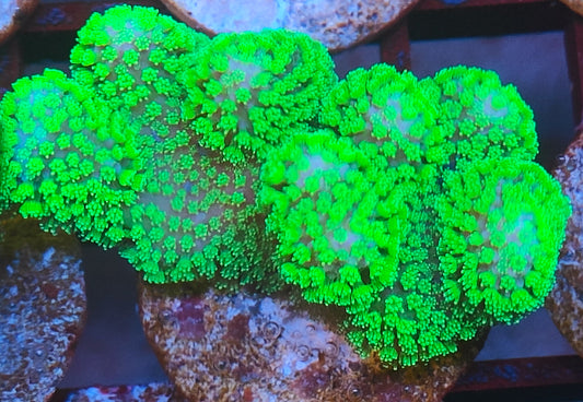 Stylophora vert ultra WYSIWYG S1