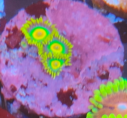 Zoanthus rasta WYSIWYG S3