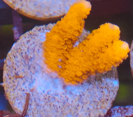 Montipora digitata rouge ultra WYSIWYG S5