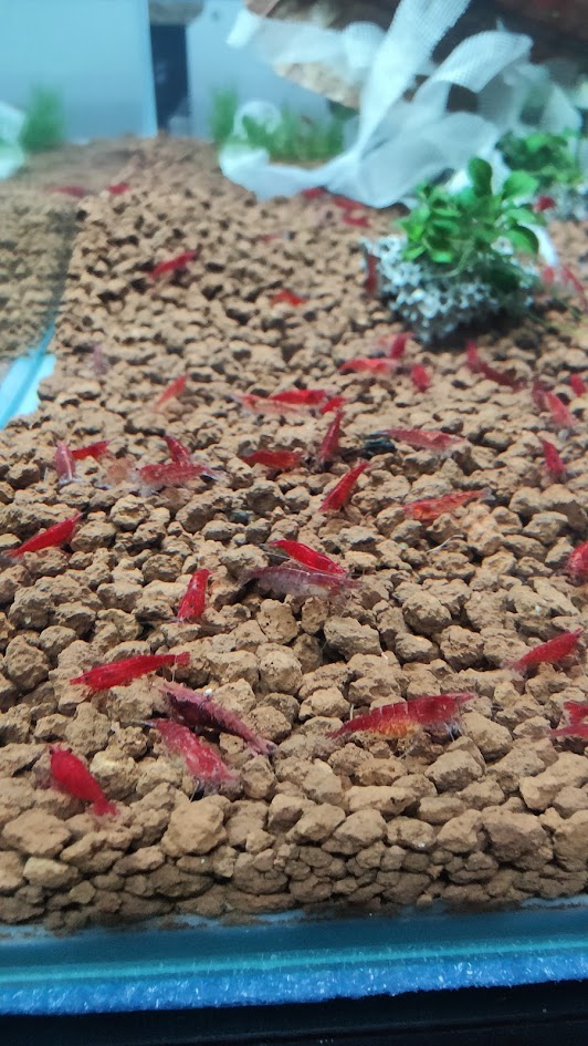 Neocaridina fire red