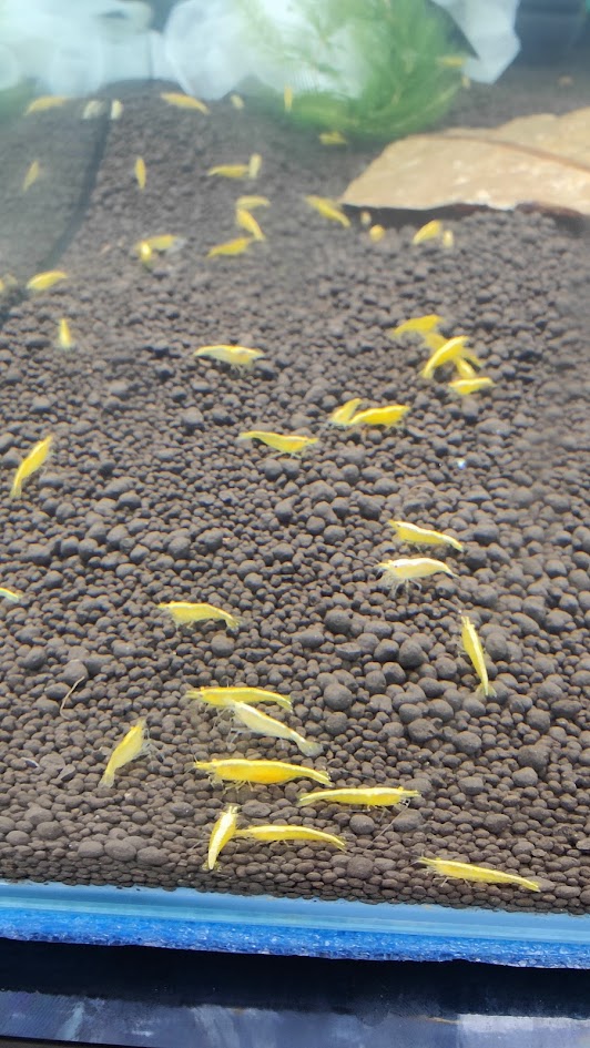 Neocaridina yellow fire