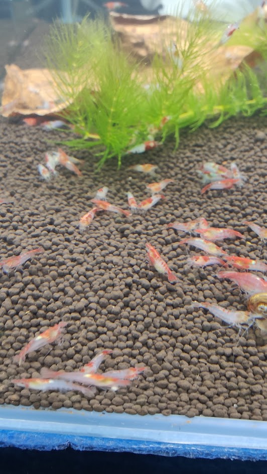 Neocaridina red rilli