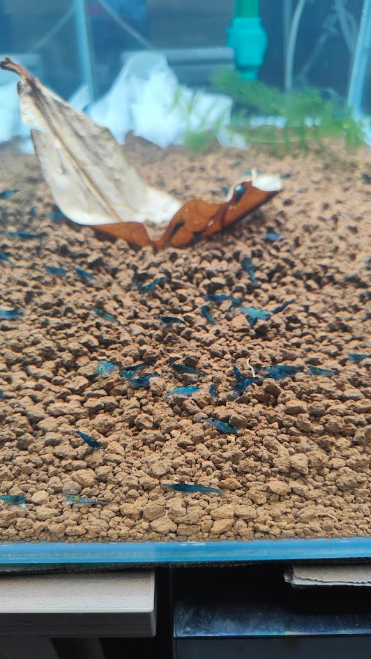Neocaridina blue diamond