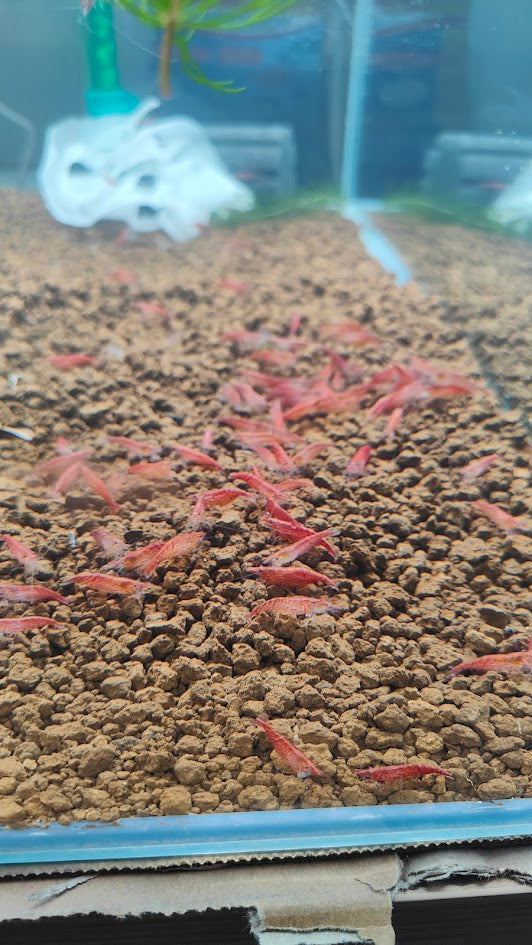 Neocaridina red cherry