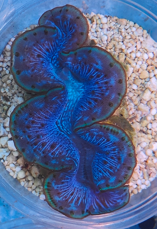 Tridacna maxima 6cm WYSIWYG 2