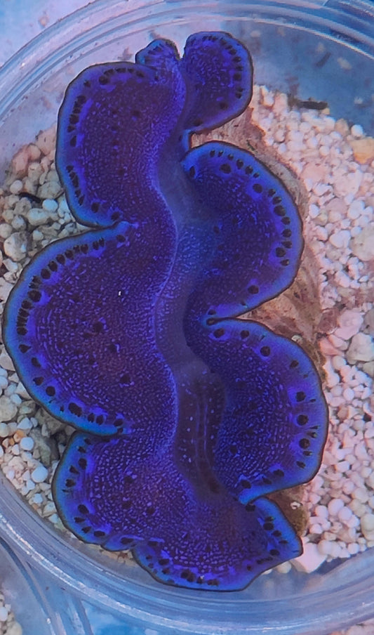 Tridacna maxima 6cm WYSIWYG 3