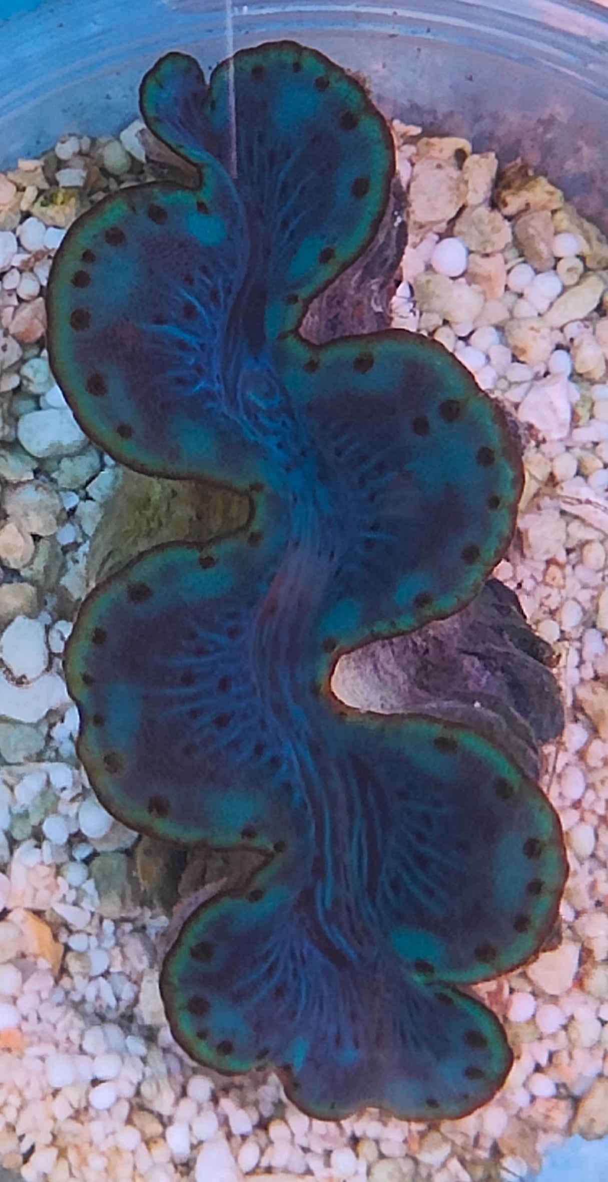 Tridacna maxima 6cm WYSIWYG 4