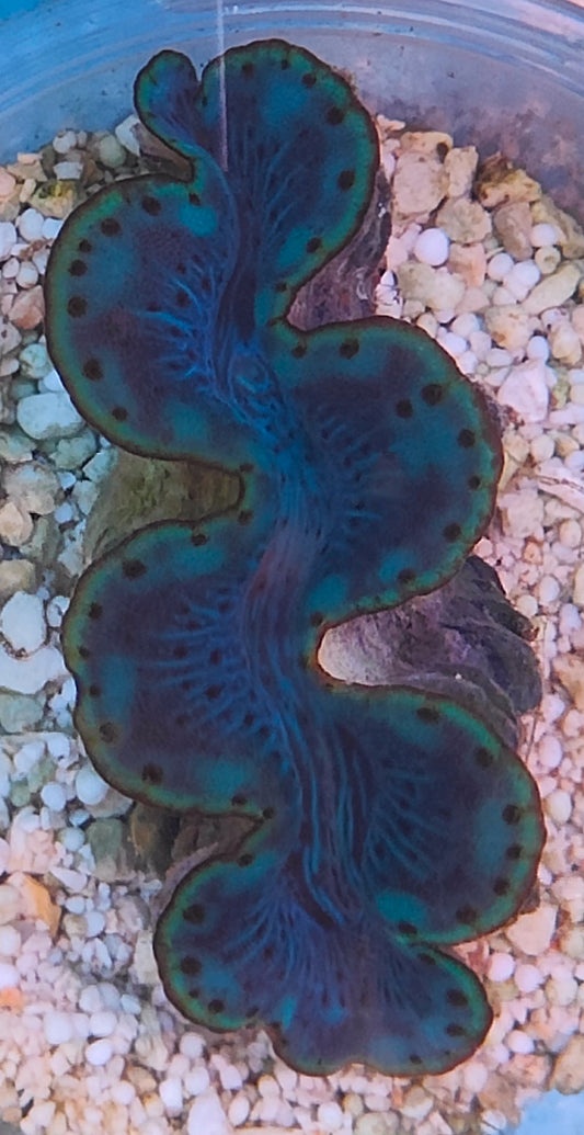 Tridacna maxima 6cm WYSIWYG 4