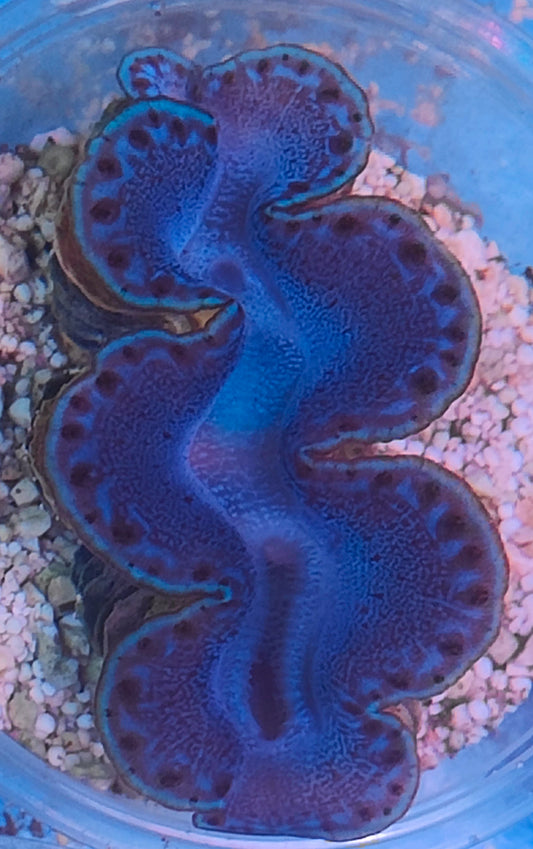 Tridacna maxima 6cm WYSIWYG 9