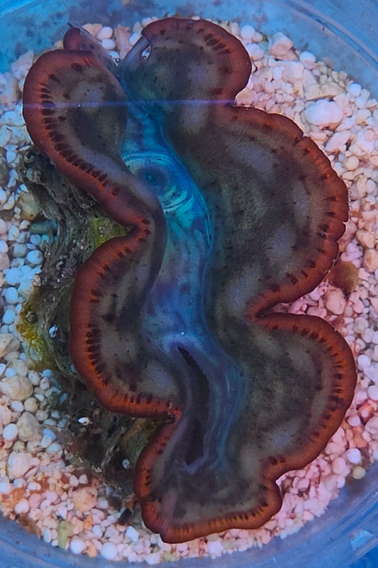 Tridacna maxima 6cm WYSIWYG 13