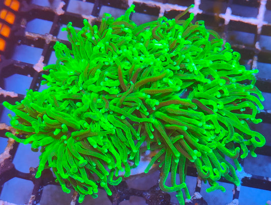 euphyllia glabrescens green ultra XL WYSIWYG E10