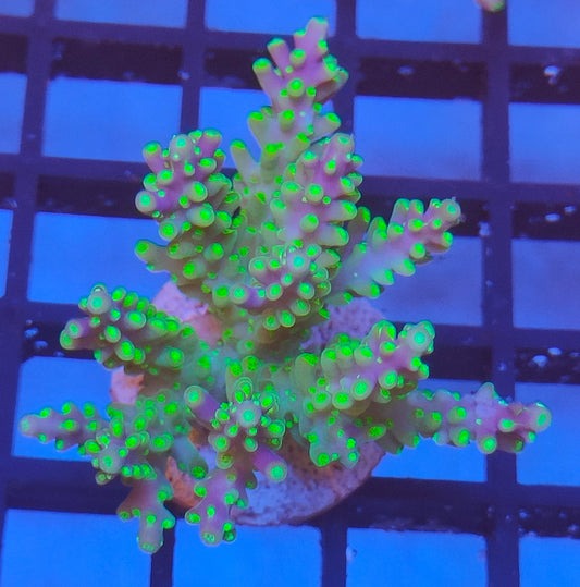 Acropora Fiji  WYSIWYG A2