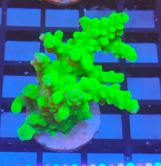 Acropora Austera  WYSIWYG A5