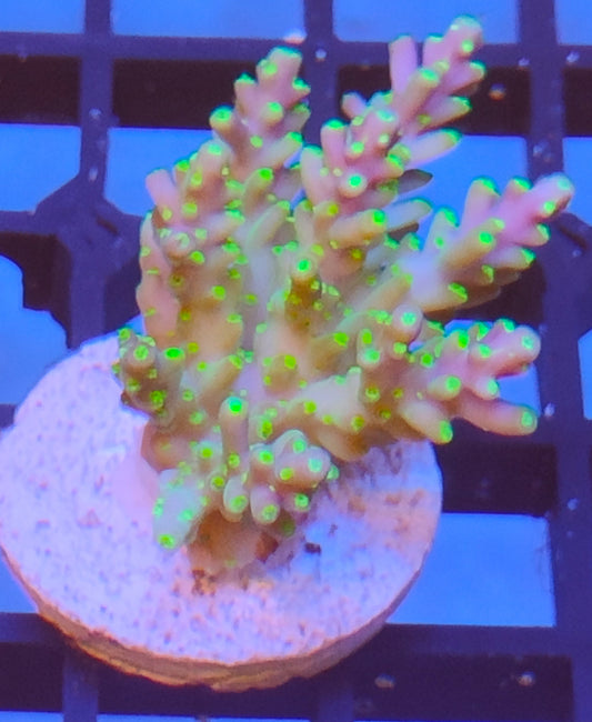 Acropora Fiji  WYSIWYG A3