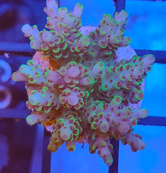 Acropora Fiji  WYSIWYG A4