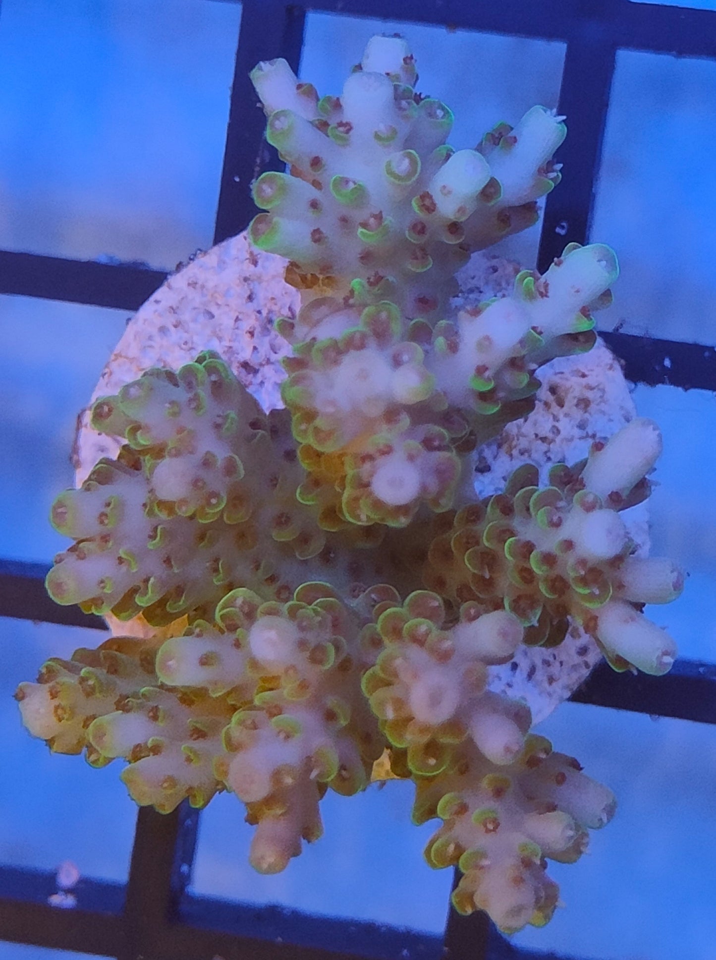 Acropora Fiji  WYSIWYG A7