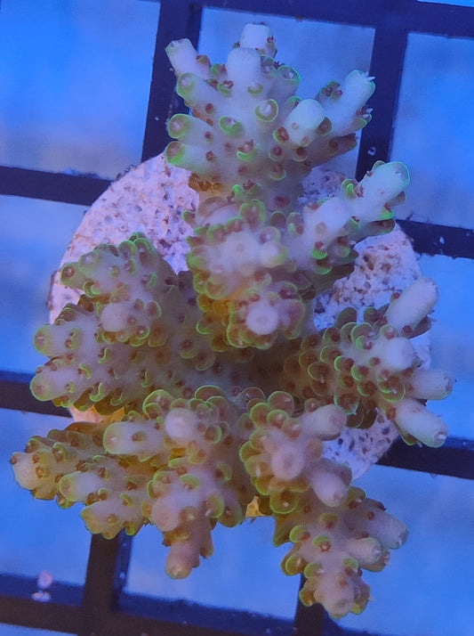 Acropora Fiji  WYSIWYG A7