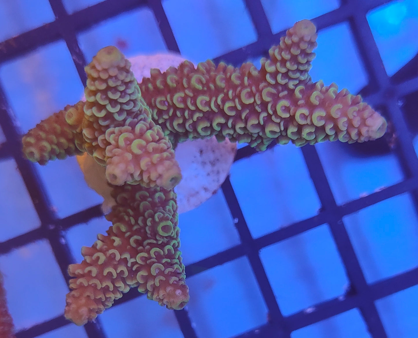 Acropora Fiji  WYSIWYG A9