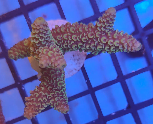 Acropora Fiji  WYSIWYG A9