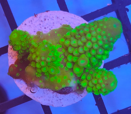 Acropora Fiji  WYSIWYG A11