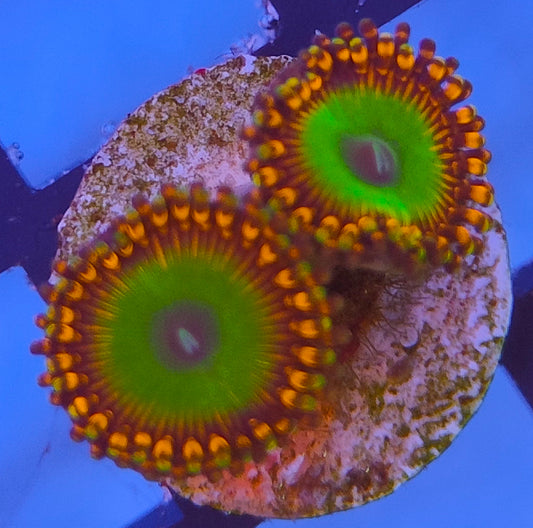 Zoanthus BOWSER 2 polypes WYSIWYG Z2