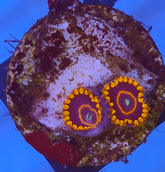 Zoanthus red hornet 2 polypes WYSIWYG Z3