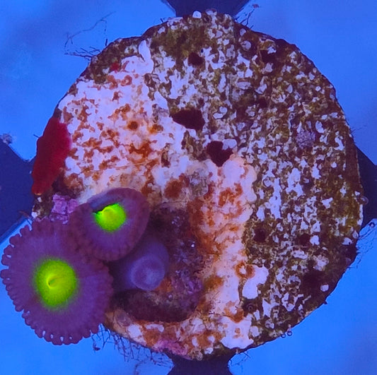 Zoanthus AOI 3 polypes WYSIWYG Z4