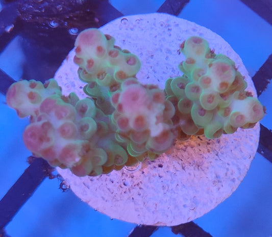 Acropora Fiji  WYSIWYG A18