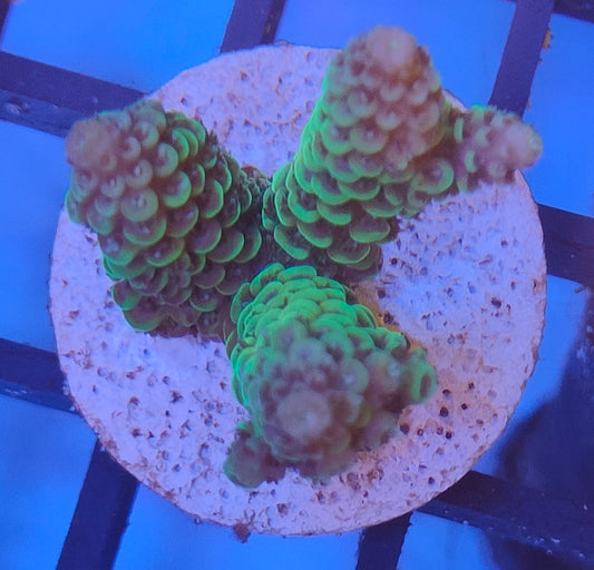 Acropora Fiji  WYSIWYG A19