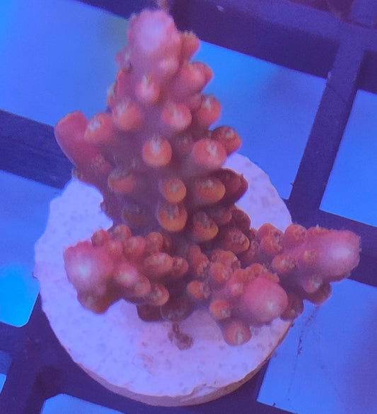 Acropora indo WYSIWYG A21