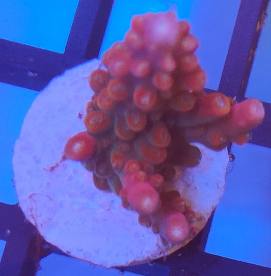 Acropora indo WYSIWYG A22